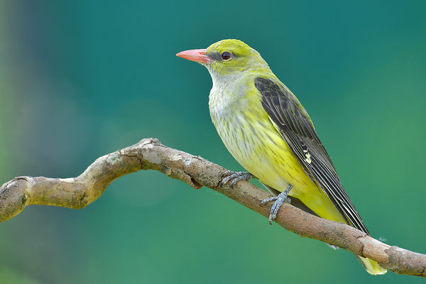 Pirol Weibchen