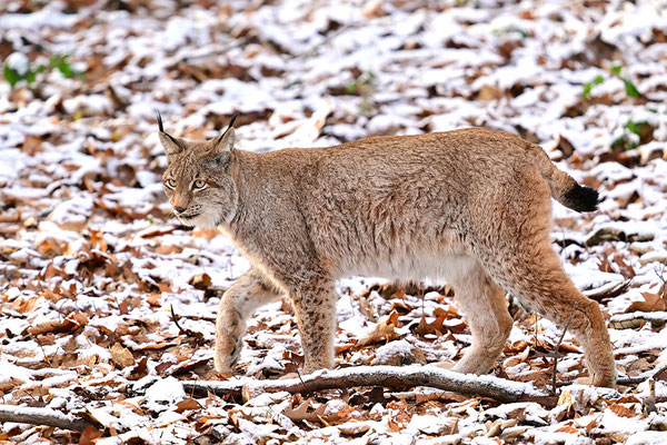 Luchs im Schnee