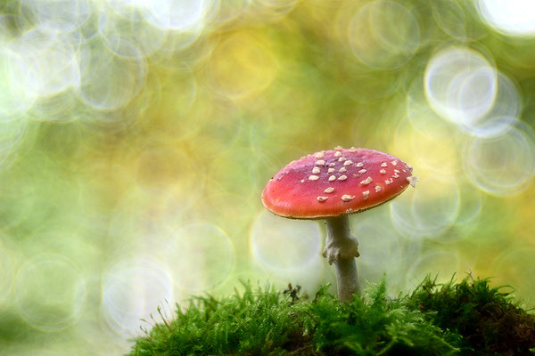 Fliegenpilz