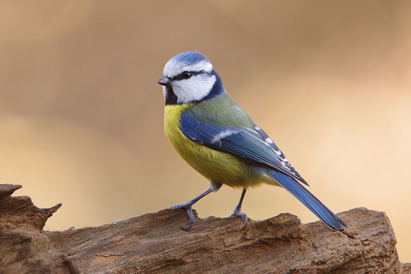 Blaumeise