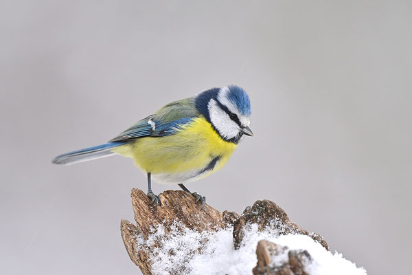 Blaumeise