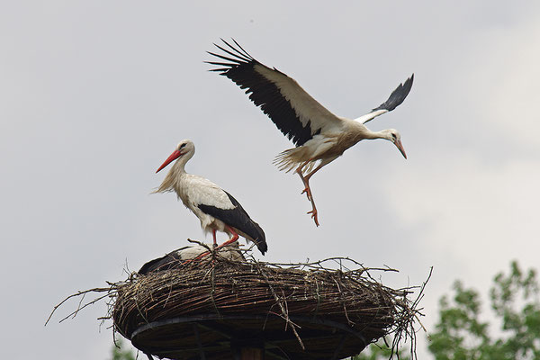 Weißstorch mit Jungvögeln am Nest