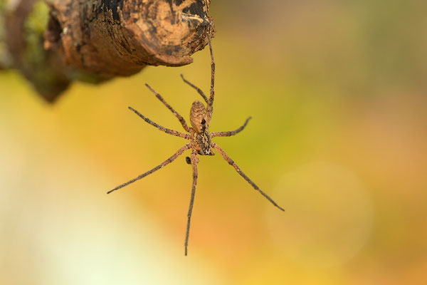 Nosferatu-Spinne, Männchen