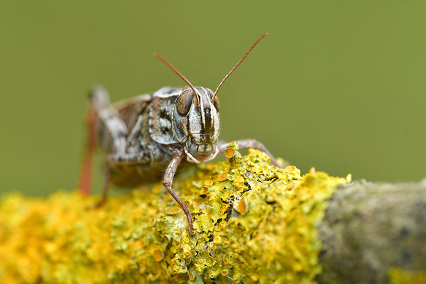 Italienische Schönschrecke, Männchen