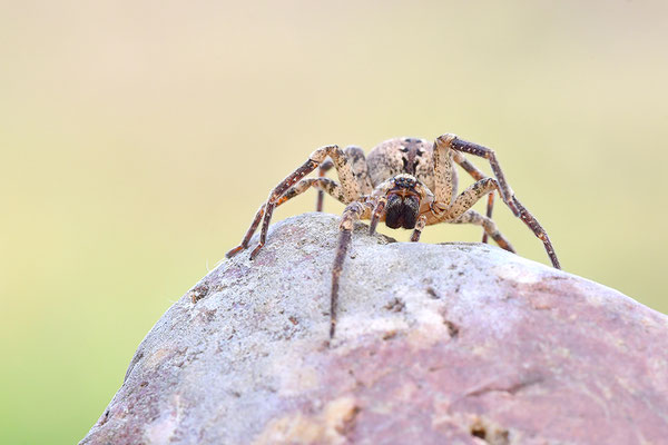 Nosferatu-Spinne, Weibchen