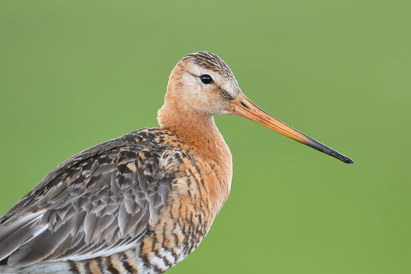 Uferschnepfe Kopfportrait