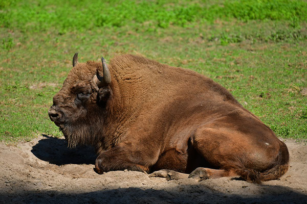 Wisent