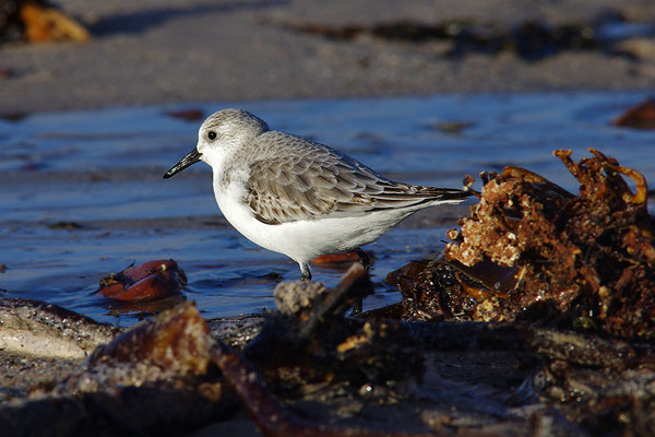 Sanderling