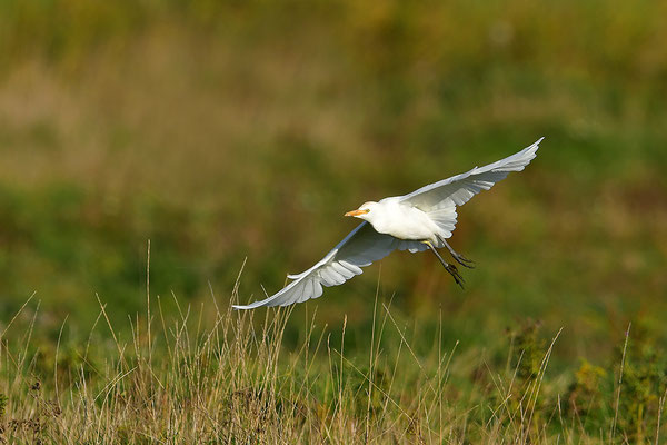 Kuhreiher im Flug