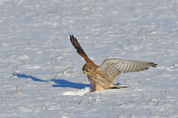 Turmfalke