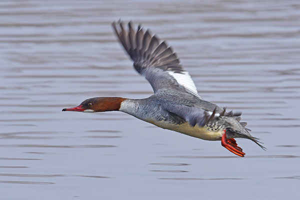 Gänsesäger Weibchen fliegend