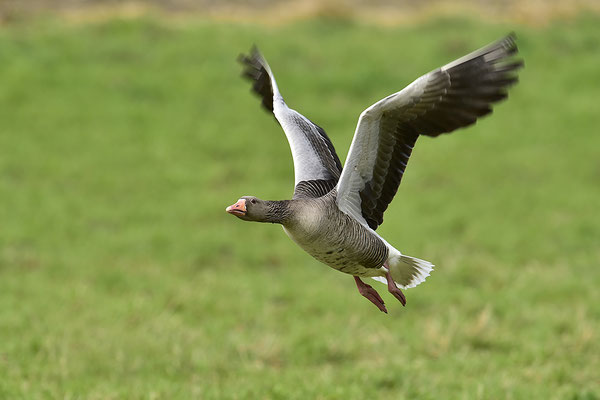 Graugans im Flug