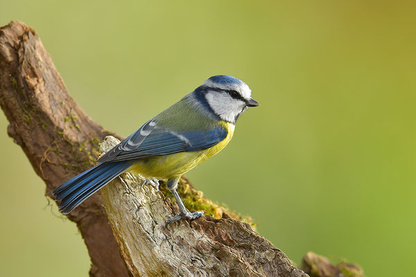 Blaumeise