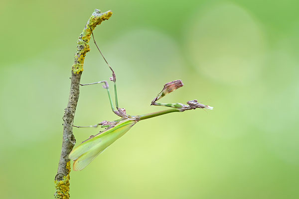 Empuse, Empusa fasciata
