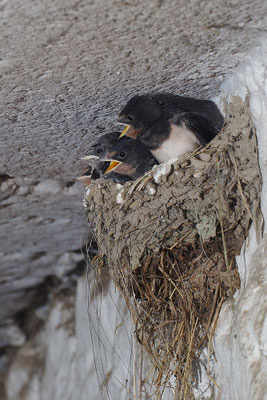 Rauchschwalbe am Nest