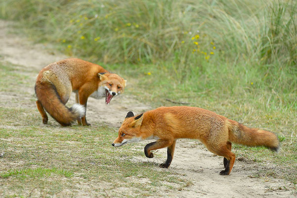 Fuchs