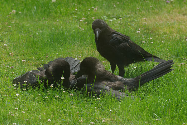 Rabenkrähe
