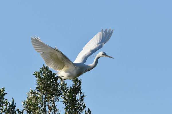 Seidenreiher im Flug