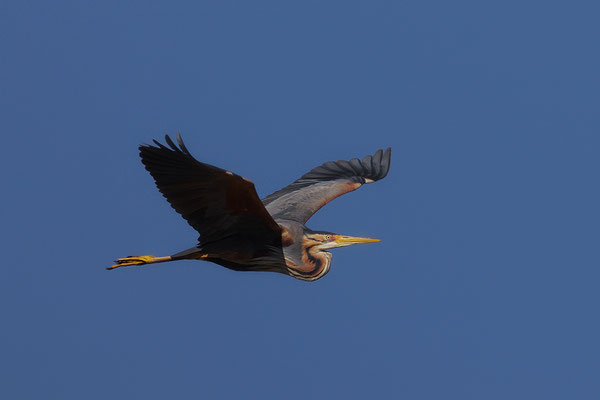 Purpurreiher im Flug