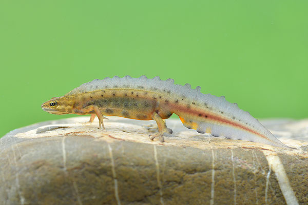 Teichmolch Männchen