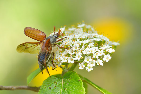 Maikäfer