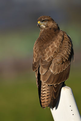 Mäusebussard