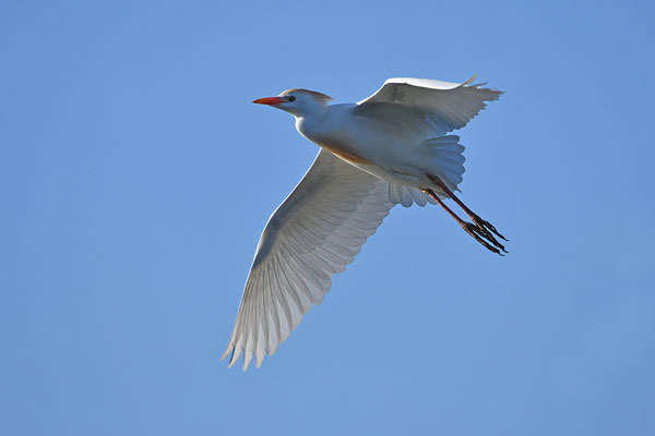 Kuhreiher fliegend