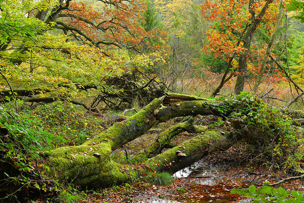 Nationalpark Jasmund