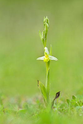 Gelbe Bienenragwurz flavescens
