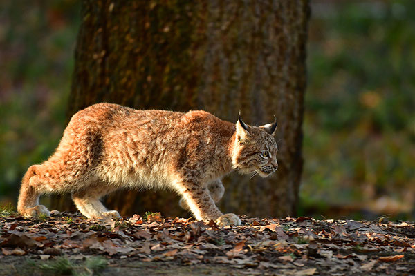 Luchs Jungtier