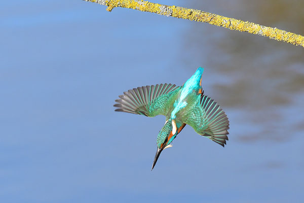 Eisvogel im Flug