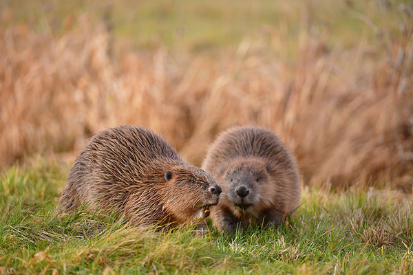 Biber Paar