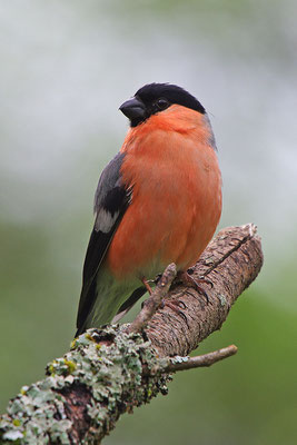 Dompfaff Männchen