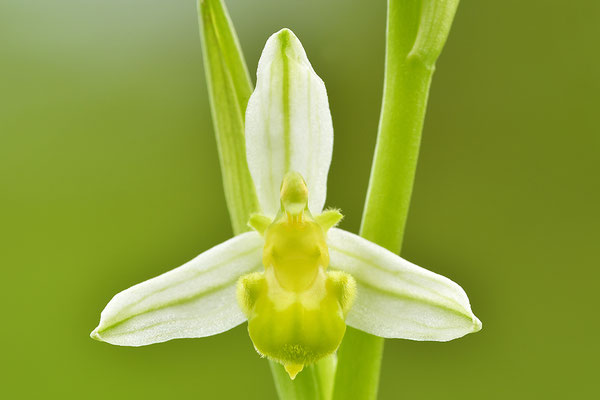 Gelbe Bienenragwurz flavescens