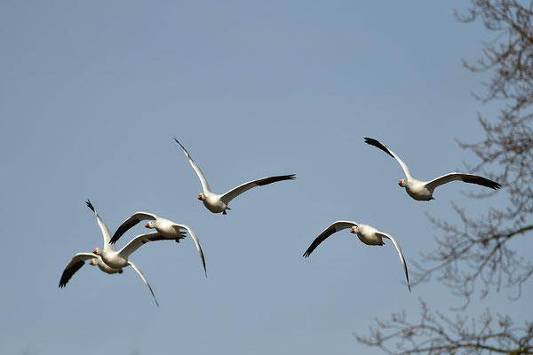 Schneegänse im Flug