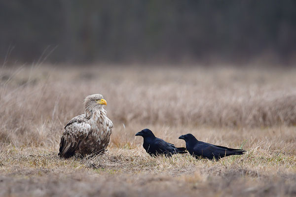 Seeadler Weibchen mit Kolkraben