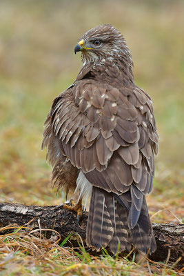 Mäusebussard