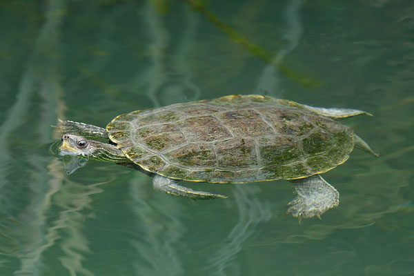 Balkan-Bachschildkröte