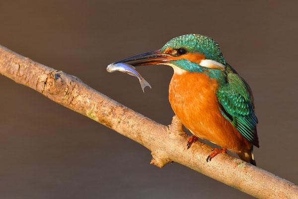 Eisvogel