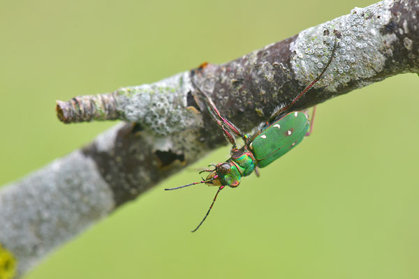 Feldsandlaufkäfer