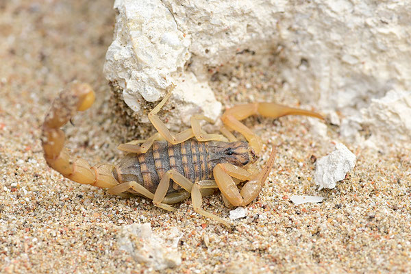 Gemeiner Skorpion