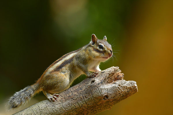 Sibirisches Streifenhörnchen