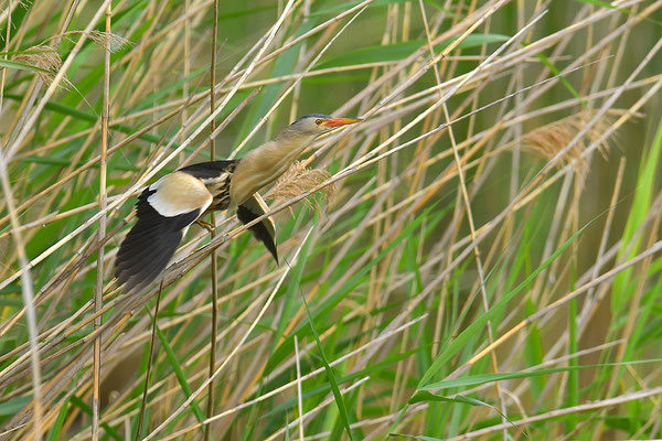 Zwergdommel Männchen im Flug