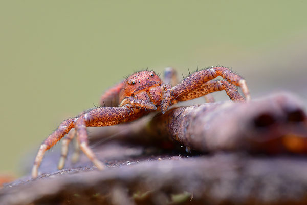 Krabbenspinne