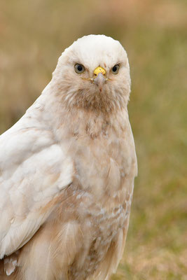 Mäusebussard Leuzist Farbanomalie