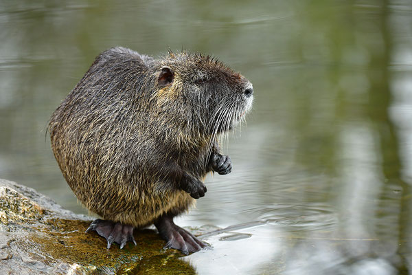 Nutria