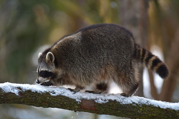 Waschbär