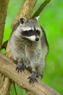 Waschbär