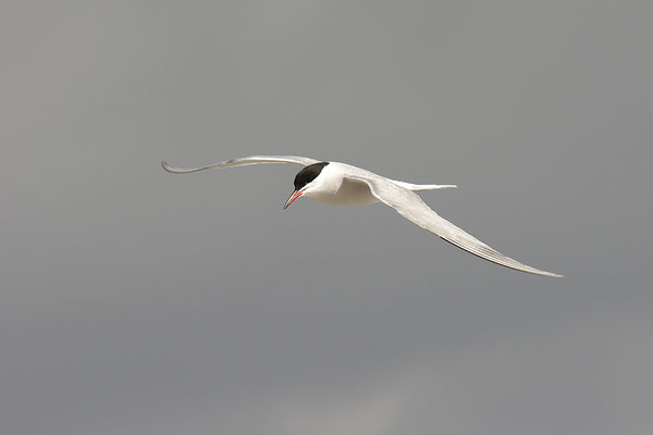 Flussseeschwalbe im Flug