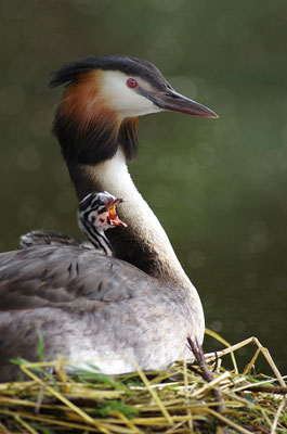 Haubentaucher mit Jungvogel